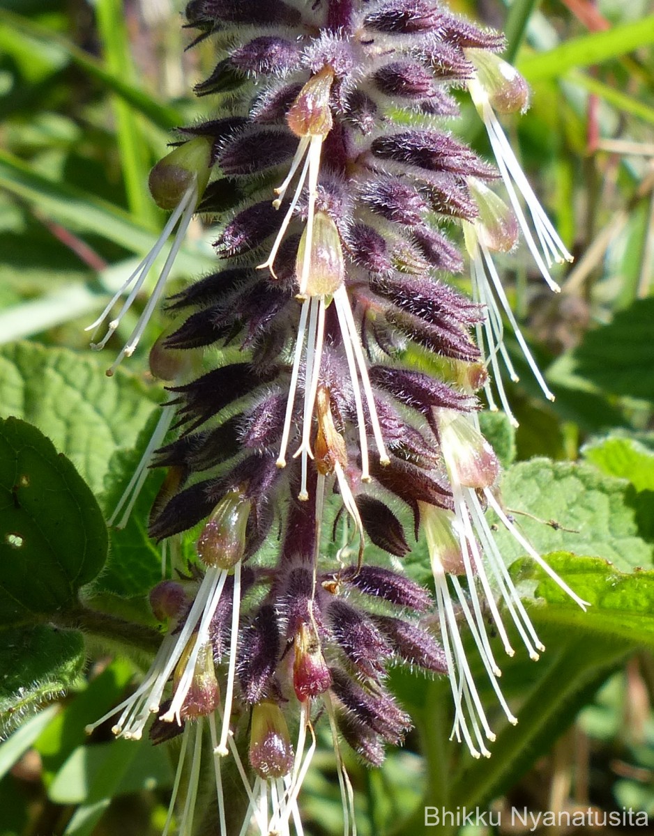 Pogostemon reflexus Benth.